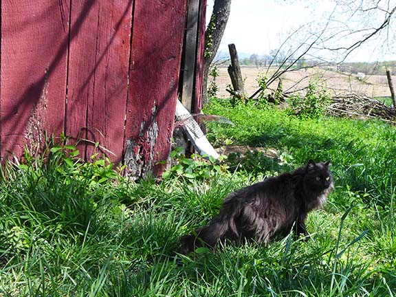 feral cat 33.jpg feral cat 33.jpg