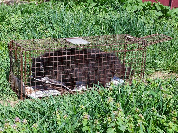 trapping2.jpg trapping2.jpg